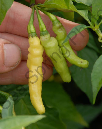 Semillas de Sea Spring: semillas de chile garra de tortuga