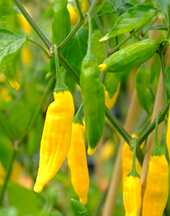 Semillas de Sea Spring: semillas de chile Lemon Drop